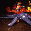 Blue-Linckia-Starfish