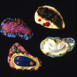 Nudibranchs-brooches